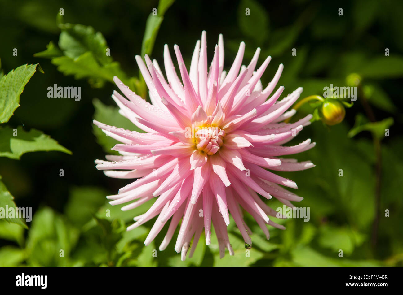 Dahlie "Bommel" Stockfoto