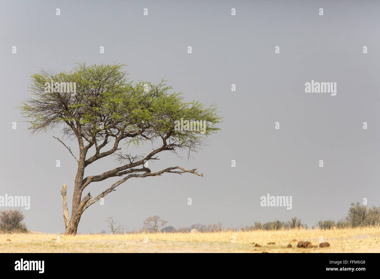Malerische Landschaft mit einem einsamen Baum am Horizont Stockfoto