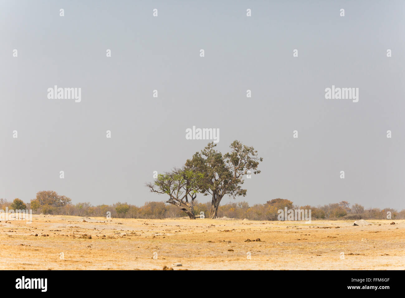 Malerische Landschaft mit einem einsamen Baum am Horizont Stockfoto