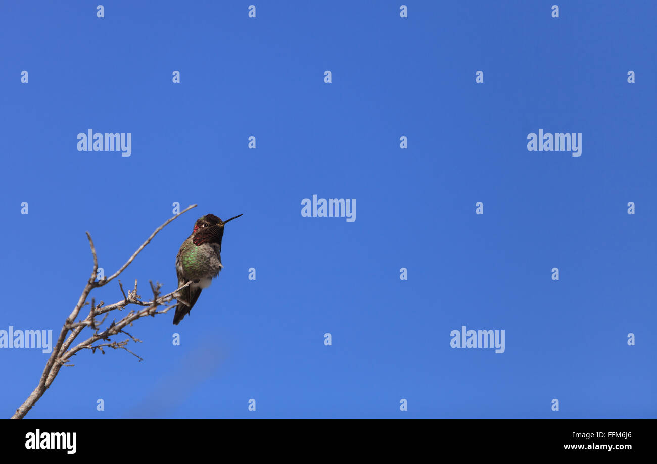 Männliche Anna Hummingbird, Calypte Anna ist eine grüne und rote Vogel sitzt in einem Baum an der San Joaquin Wildlife Sanctuary, Southern Stockfoto