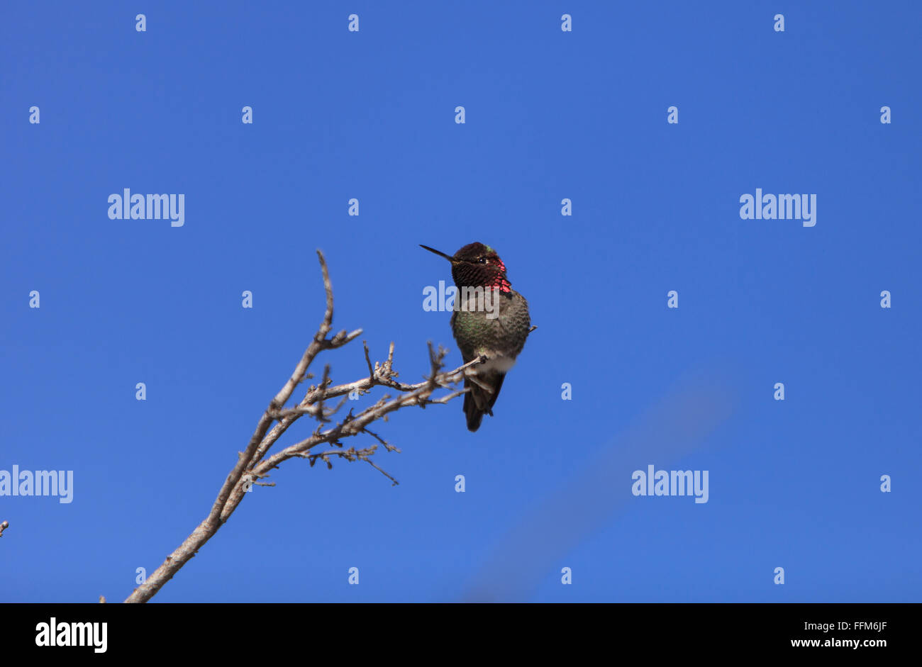 Männliche Anna Hummingbird, Calypte Anna ist eine grüne und rote Vogel sitzt in einem Baum an der San Joaquin Wildlife Sanctuary, Southern Stockfoto
