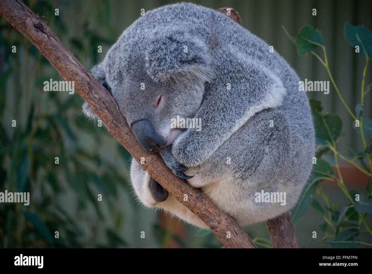 Koala schläft auf einem Baum Stockfoto