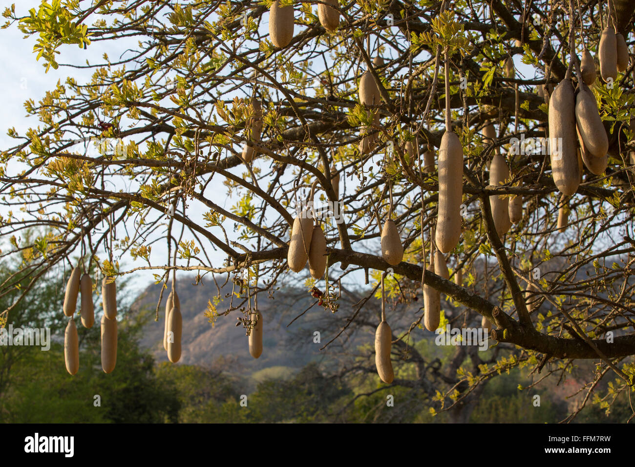 Wurst-Baum Silhouette (Kigelia Africana) Closeup Obst / Samenkapseln in den Baum hängen Stockfoto