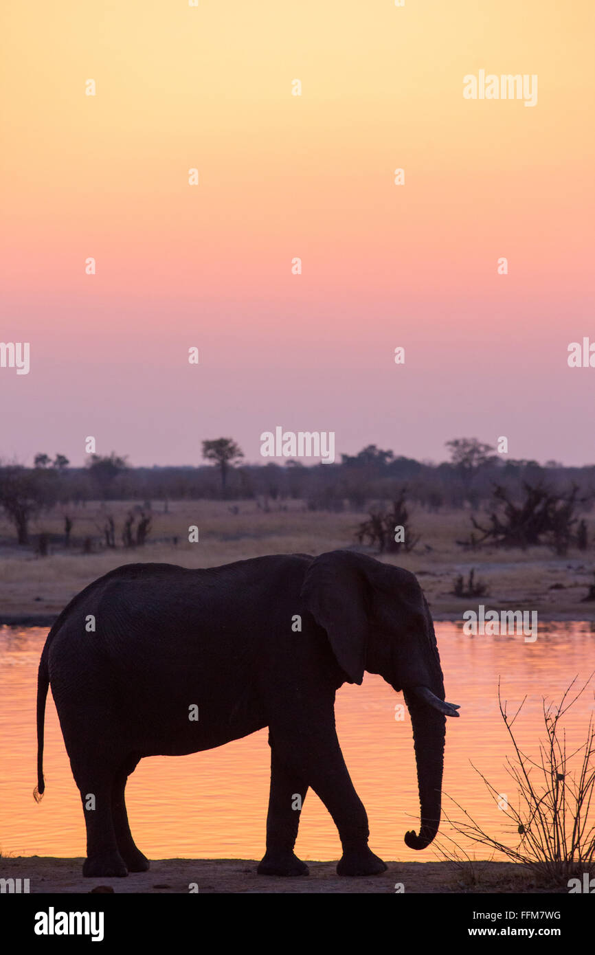 Elefanten in einer Pfanne mit ein stimmungsvoller Sonnenuntergang Himmel spiegelt sich im Wasser Stockfoto