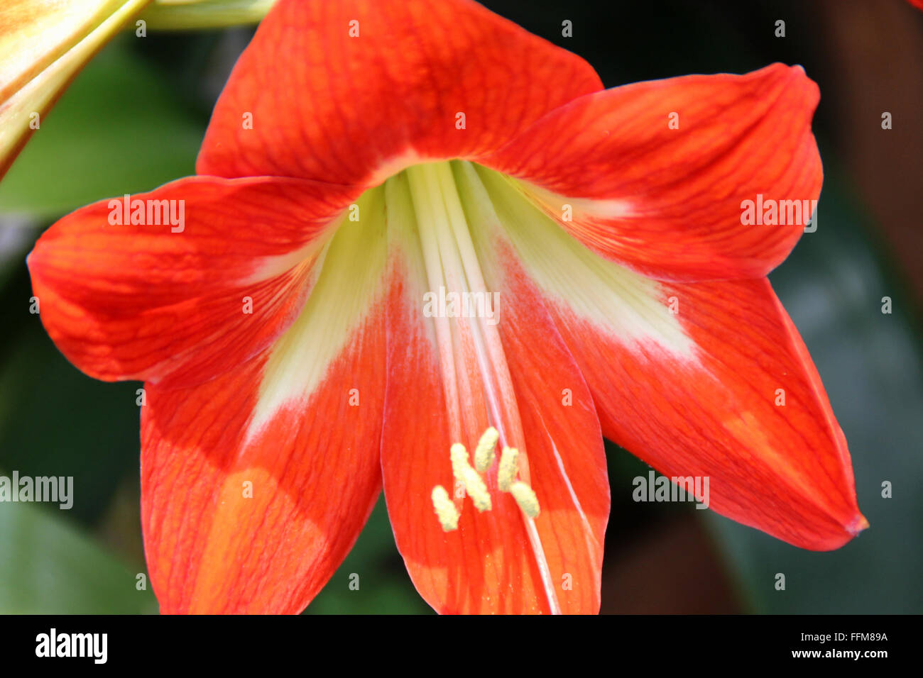 Hippeastrum Reginae, Garten-Amaryllis, bauchige ornamentalen Kraut, mit Schlaufe geformte Blätter und orange rote Blumen in Dolde Stockfoto