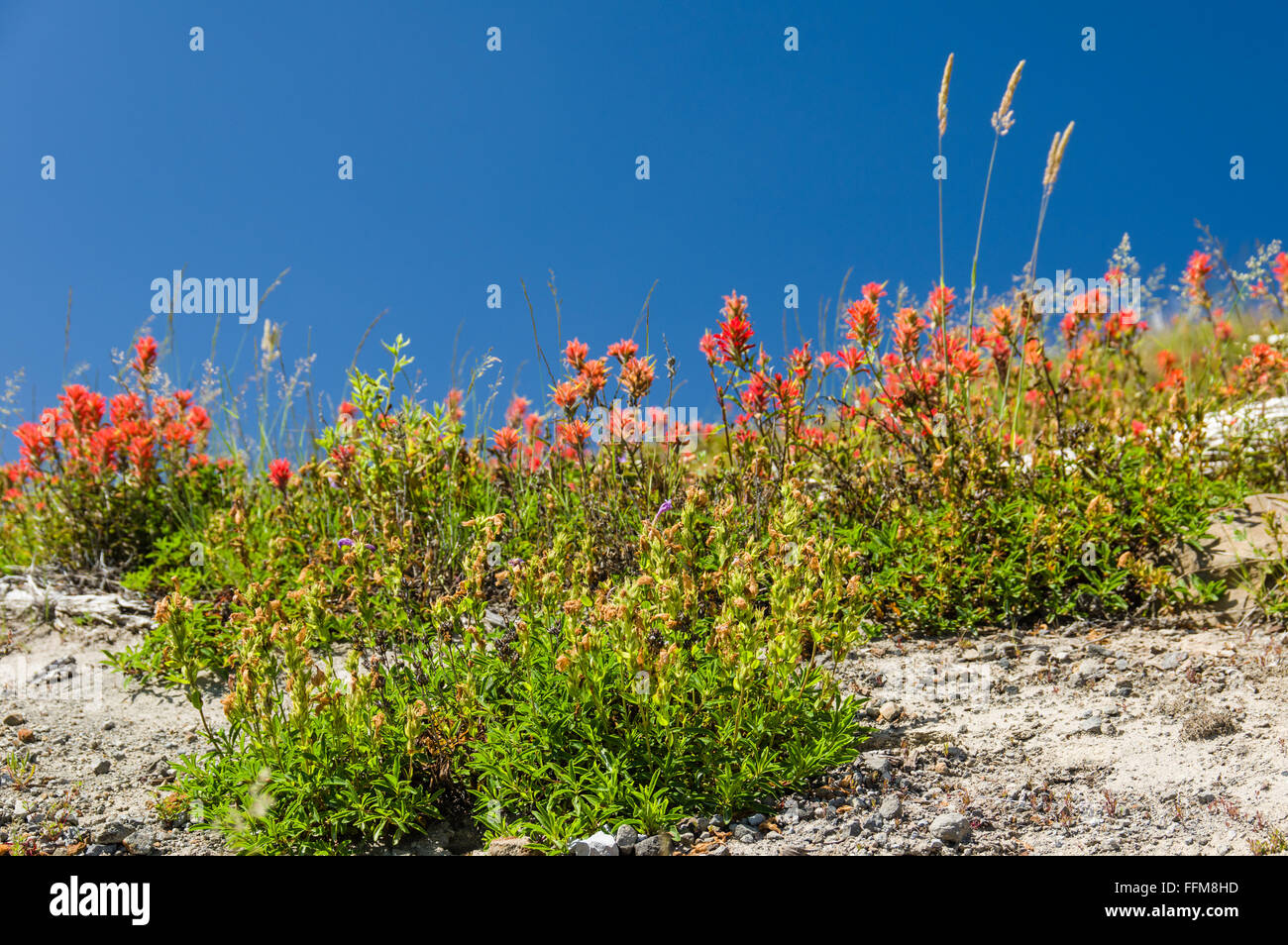 Indische Farbe Pinsel Wildblumen blühen in der Mount St. Helens National Monument Stockfoto