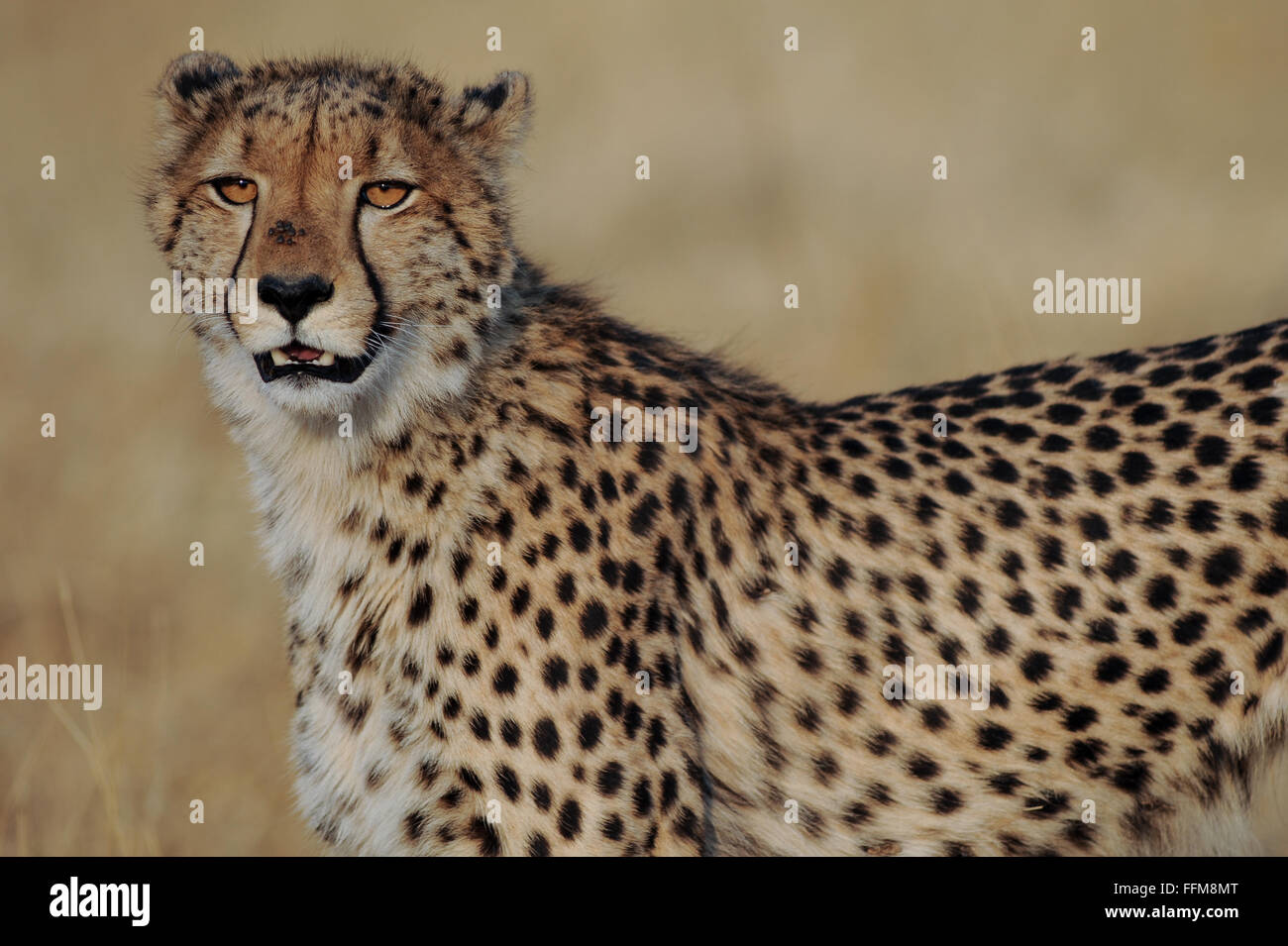 Porträt einer männlichen Geparden (Acinonyx jubatus) im schönen Nachmittag Sonnenlicht im Moremi National Park (xini Lagune) Botswana. Stockfoto