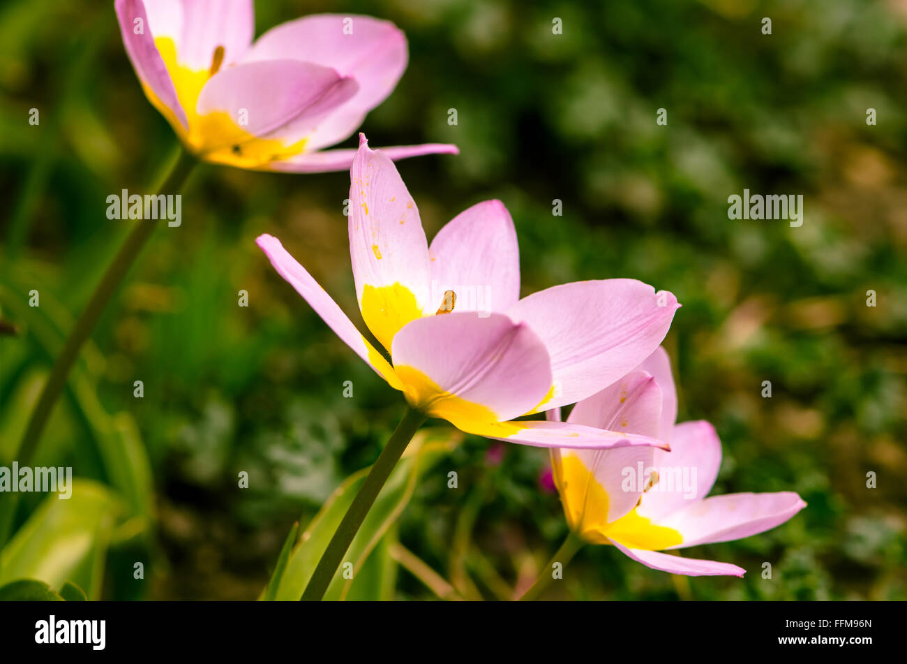 schöne rosa gelbe Tulpe Blume auf grünem Hintergrund Stockfoto