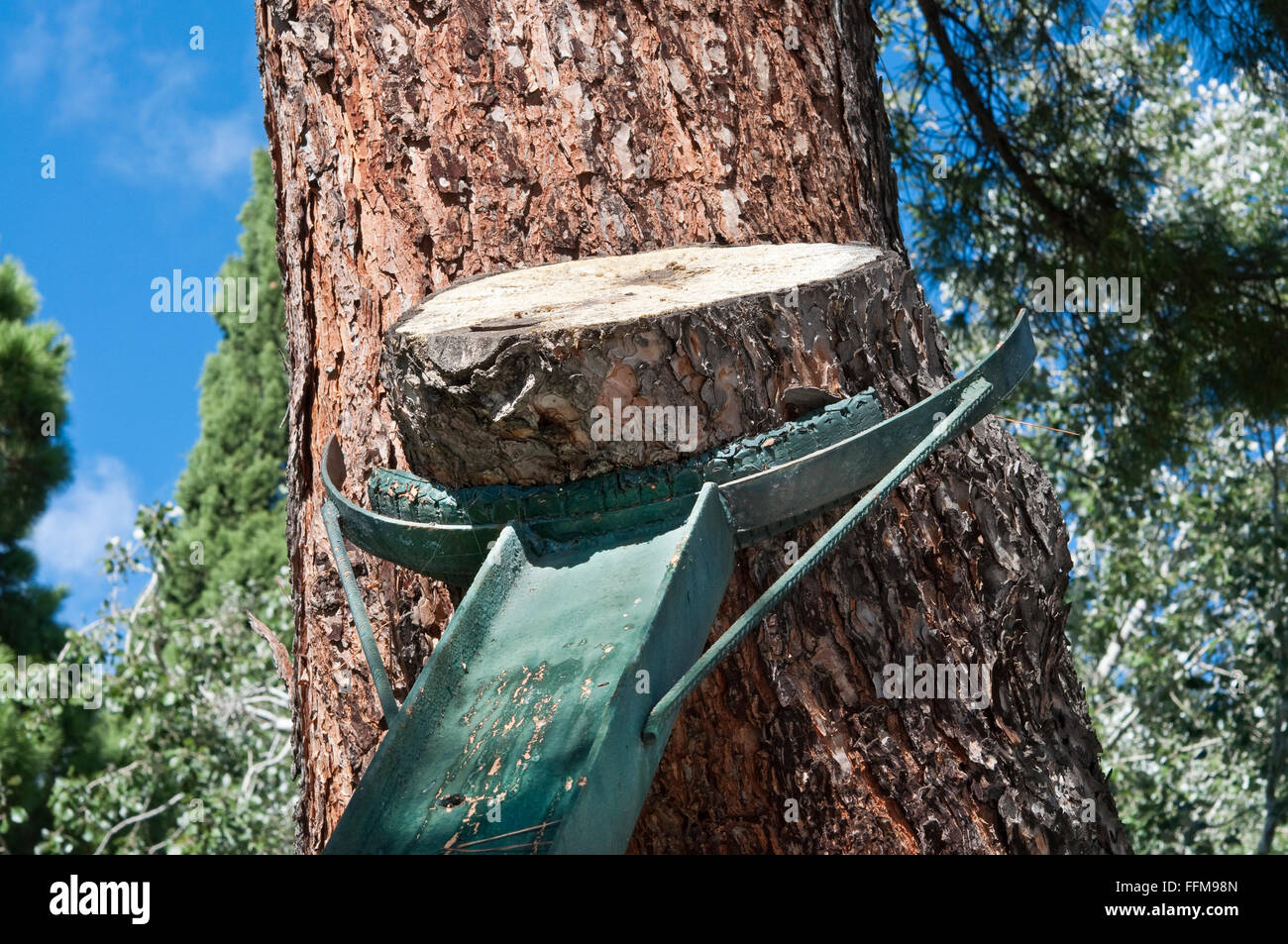 Metallischen Strahl zu stützen, einen Baum in einem öffentlichen Garten Stockfoto