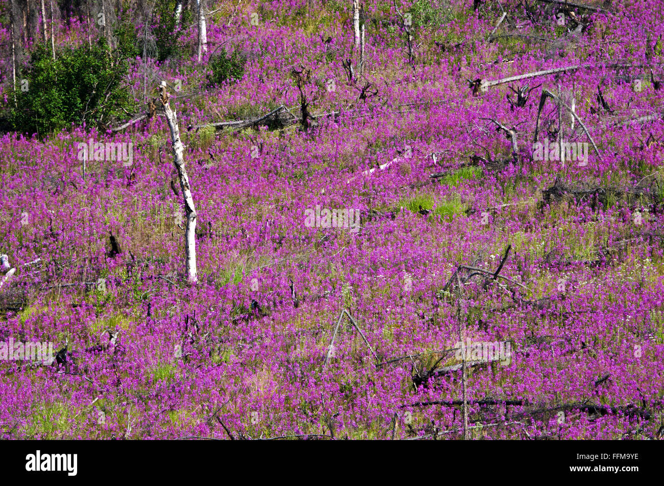 Weidenröschen (Chamerion Angustifolium) blühen im Wald brannte von Wildfire, Dalton Highway, Alaska Stockfoto