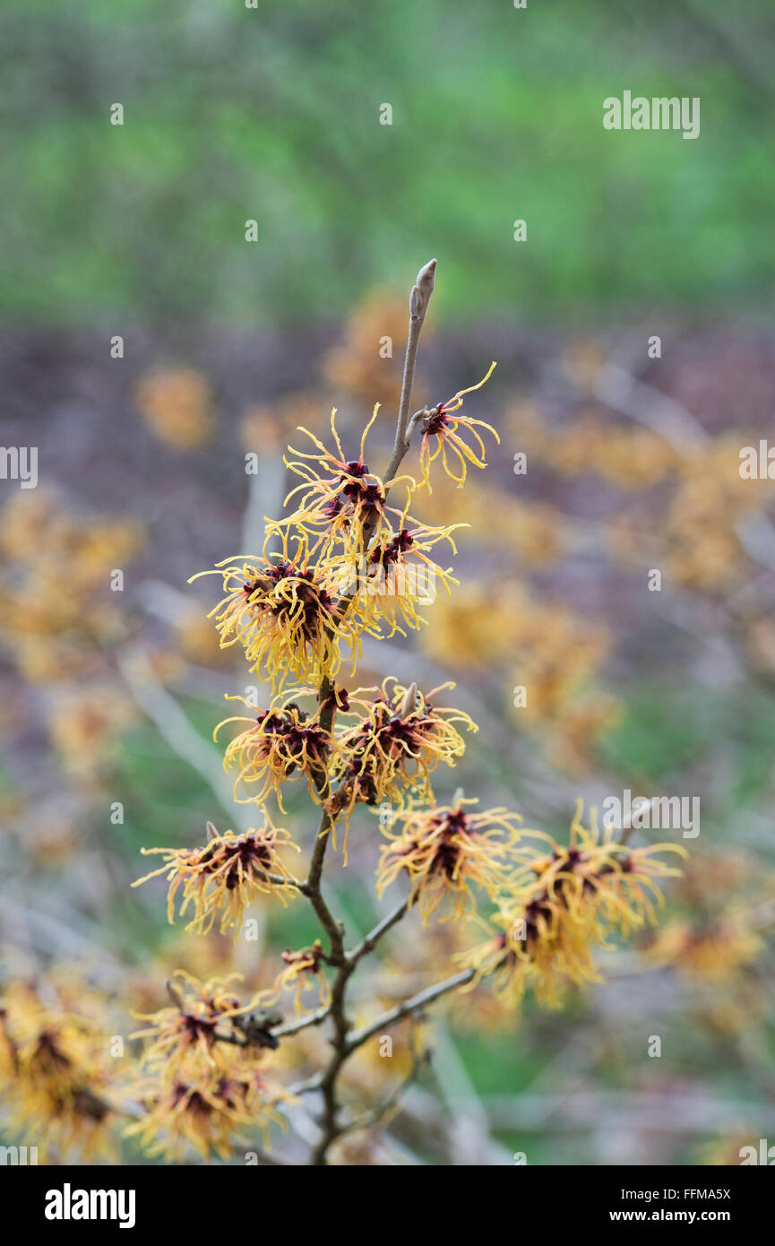 Hamamelis x Intermedia Glut. Hexe-Hasel "Glowing Embers" Blüte im Winter. UK Stockfoto Hamamelis x Intermedia Glut. Hexe-Hasel "Glowing Embers" Blüte im Winter. UK Stockfoto