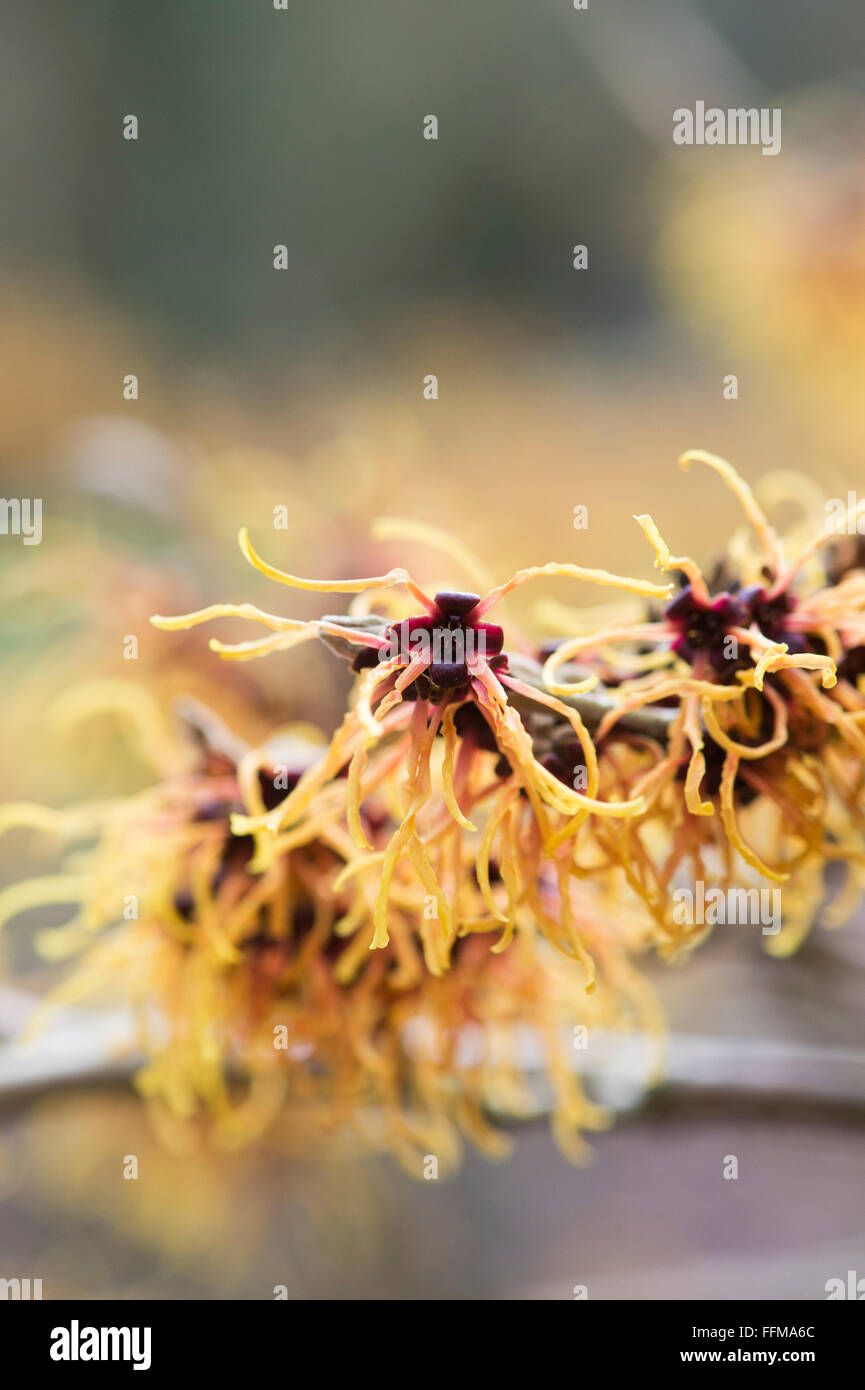 Hamamelis x Intermedia Glut. Hexe-Hasel "Glowing Embers" Blüte im Winter. UK Stockfoto Hamamelis x Intermedia Glut. Hexe-Hasel "Glowing Embers" Blüte im Winter. UK Stockfoto