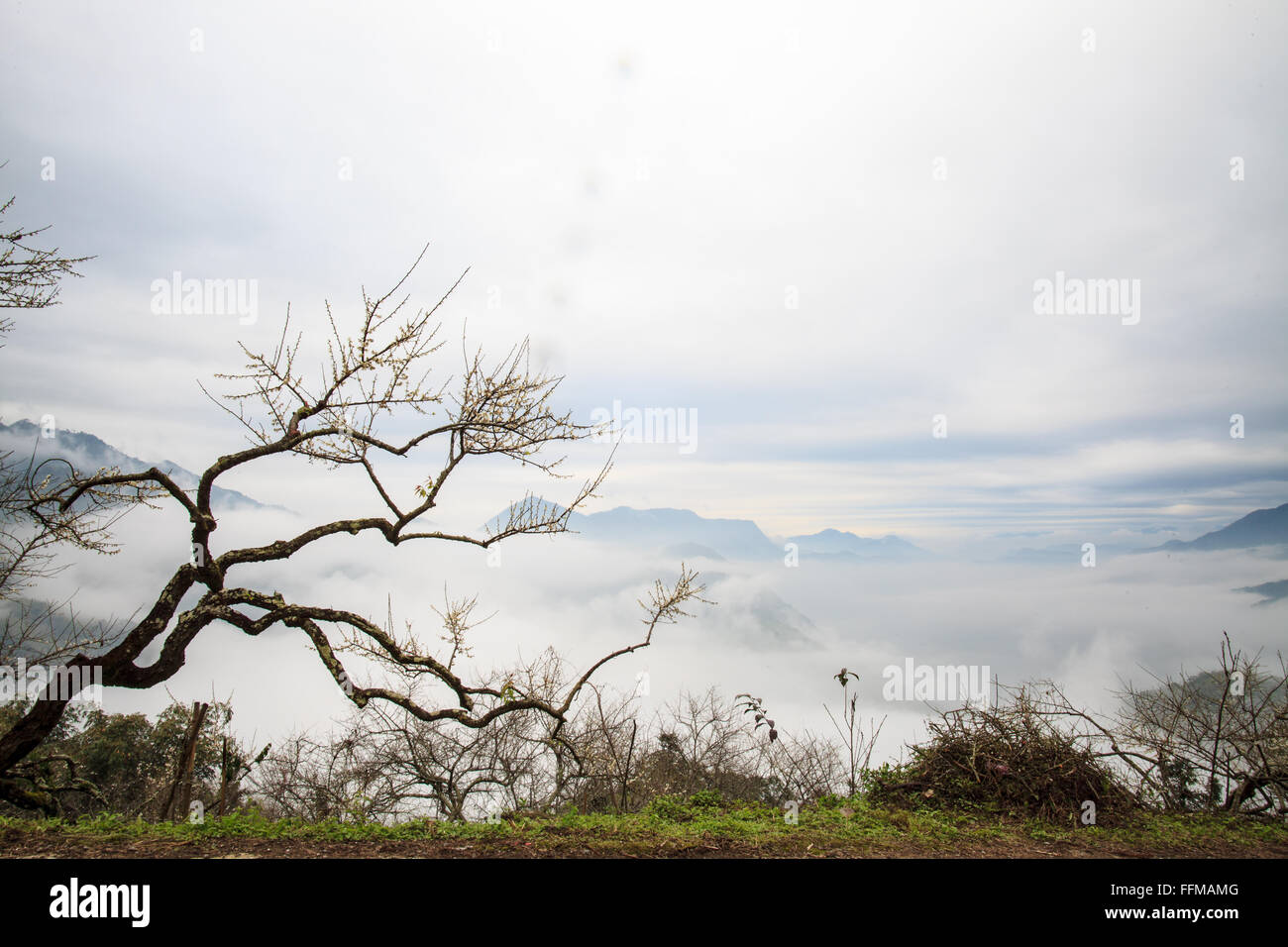 Die Wolke alten Baum mit Berg-Sonnenuntergang Stockfoto