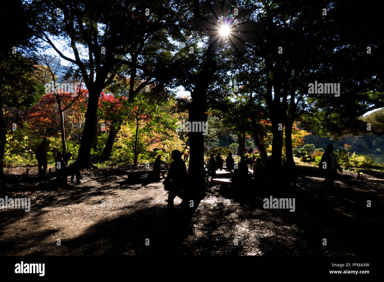 Rikugien Garten, Tokio, Japan. Stadtpark, Garten im Herbst-Saison, Herbst Laub auf den Bäumen. Japanische Kultur, Natur, Landschaft Stockfoto