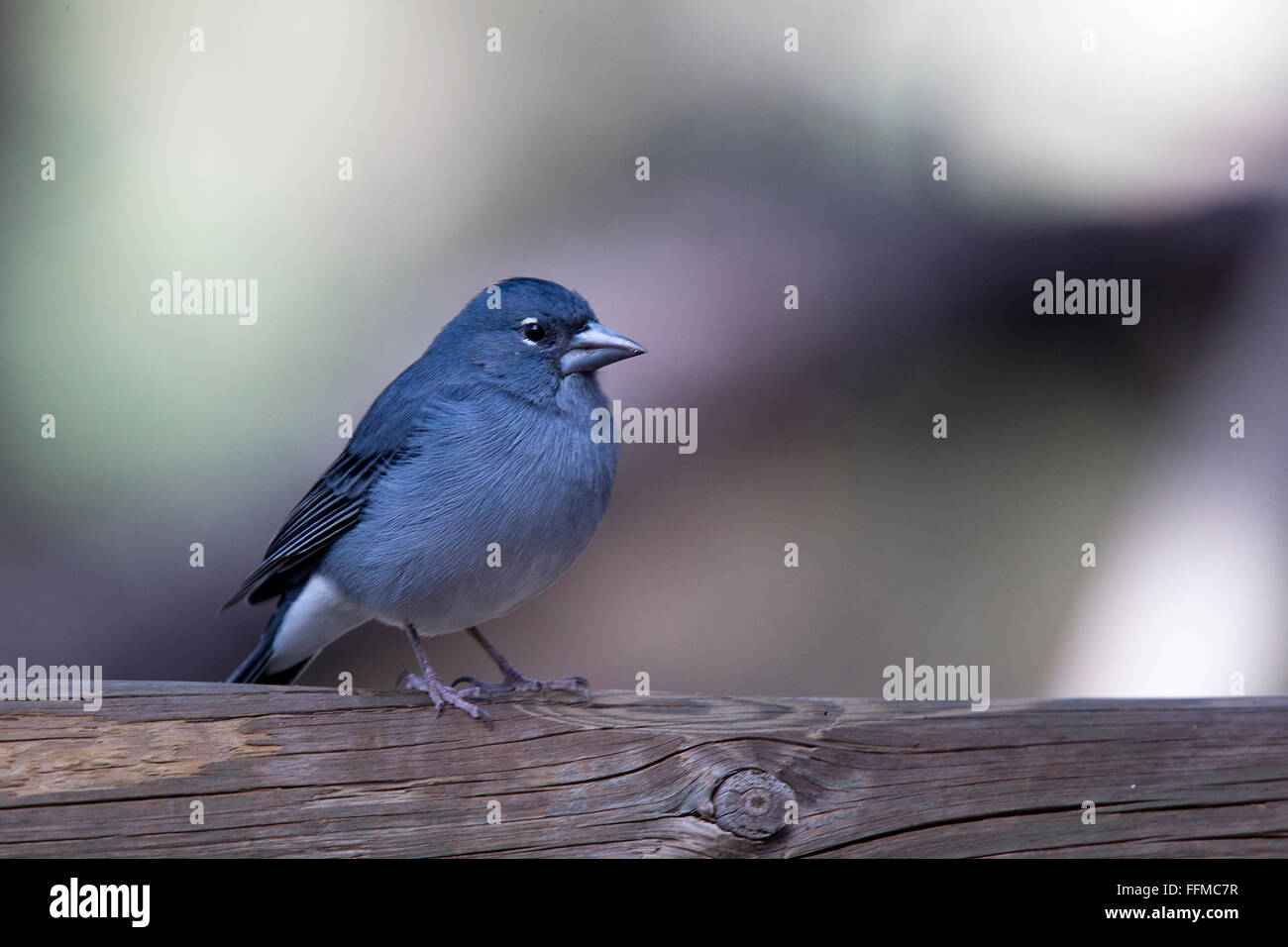 Blaue Buchfinken (Fringilla Teydea), Männlich, Teneriffa, Kanarische Inseln, Spanien. Stockfoto