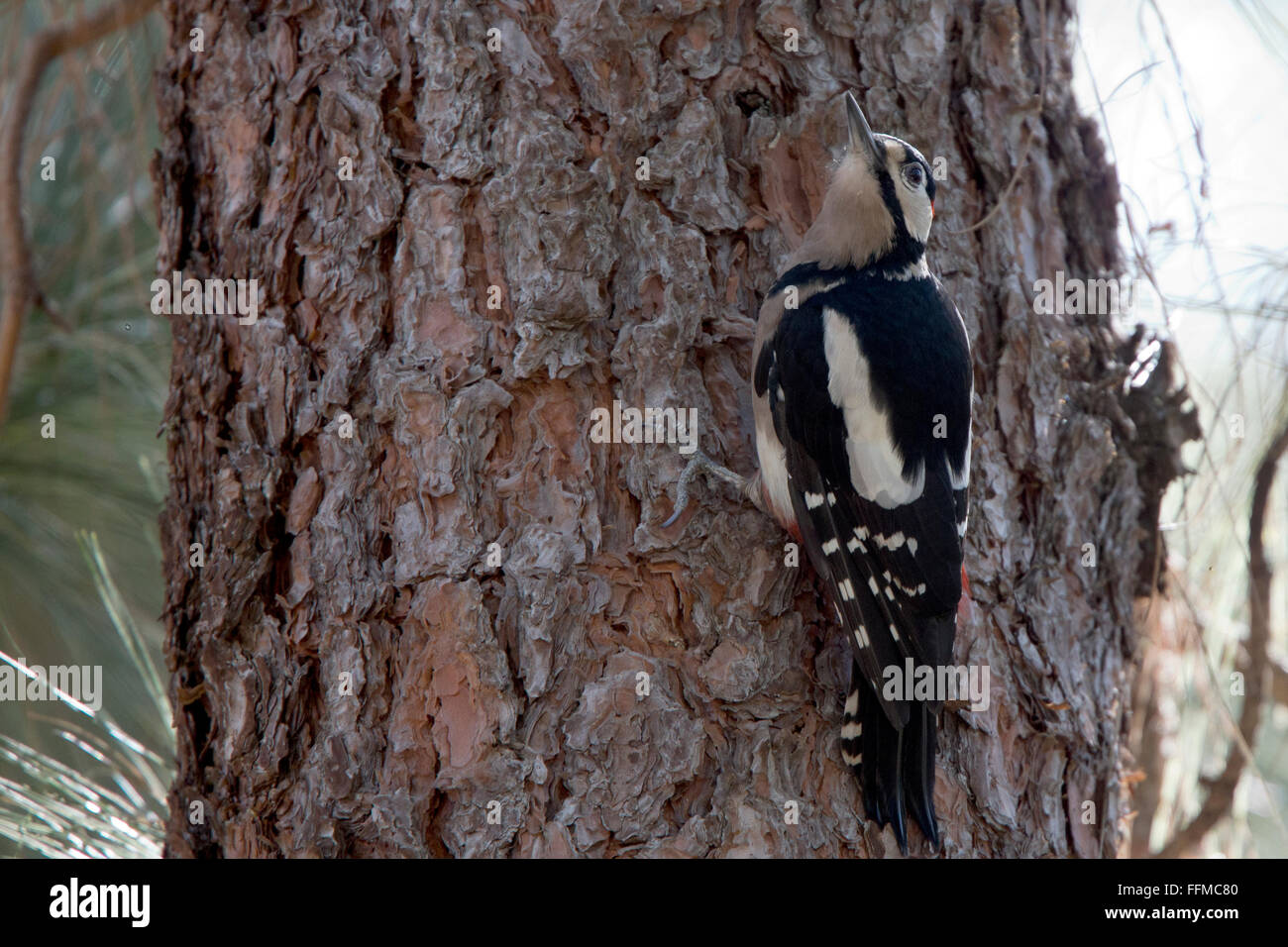 Buntspecht (Dendrocopos großen Canariensis), Unterart, Teneriffa, Kanarische Inseln, Spanien. Stockfoto