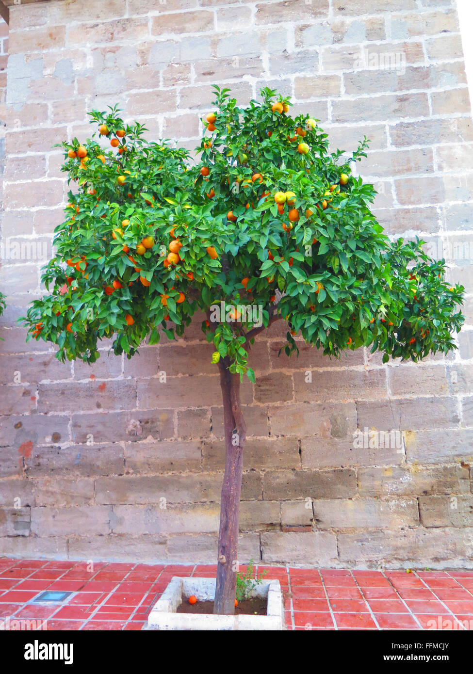 Reifer Orangen am Baum Wand Alora Pfarrkirche Stockfoto