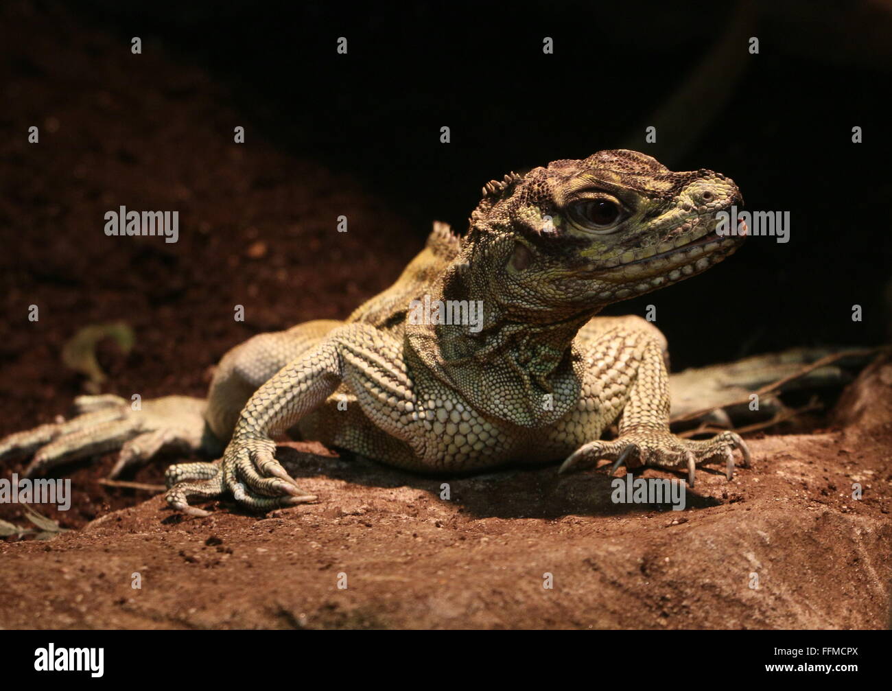 Weibliche Philippine Segeln-finned Water Dragon (Hydrosaurus Pustulatus). A.k.a. crested Segel-Fin Eidechse oder Soa Soa Wasser Eidechse Stockfoto