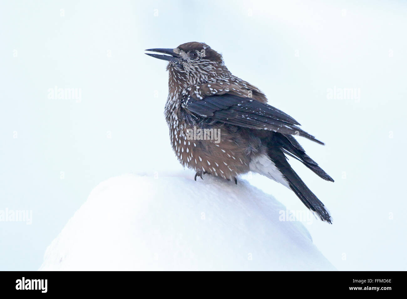 Gefleckte Nussknacker auf Schnee in Bulgarien Stockfoto
