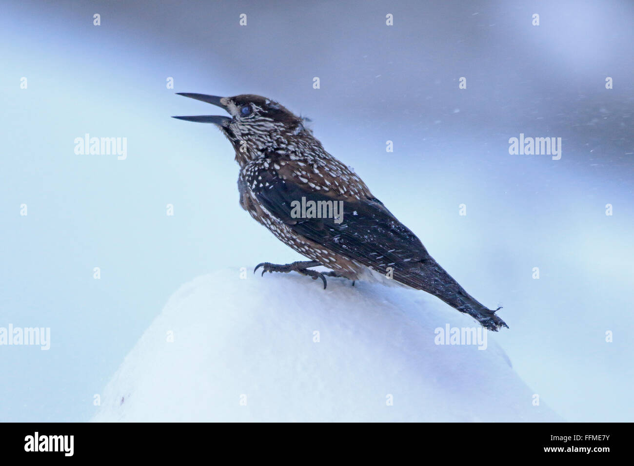 Gefleckte Nussknacker auf Schnee in Bulgarien Stockfoto