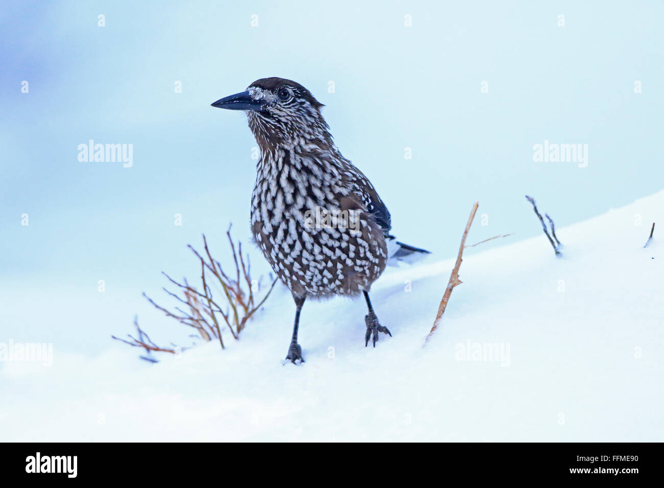 Gefleckte Nussknacker auf Schnee in Bulgarien Stockfoto