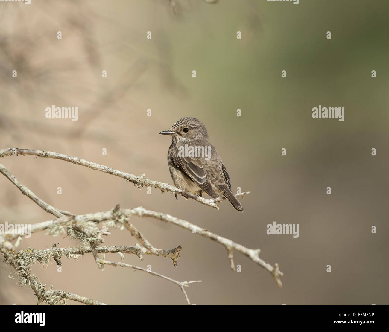 Spotted Flycatcher Muscicapa striata Stockfoto