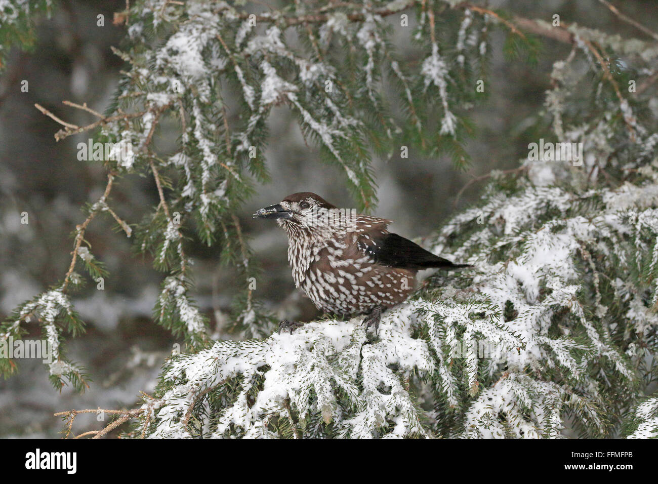 Gefleckte Nussknacker thront auf schneebedeckten Zweig in Bulgarien Stockfoto