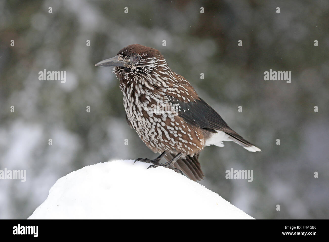 Gefleckte Nussknacker auf Schnee in Bulgarien Stockfoto