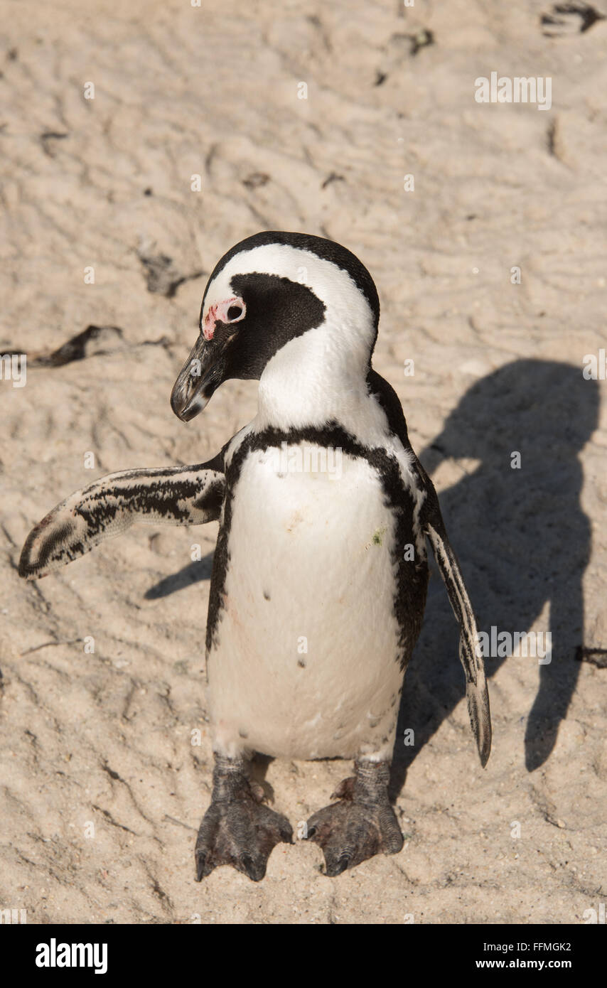 Afrikanische Pinguine (Spheniscus Demersus) verlassen das Wasser am Boulders Beach Stockfoto
