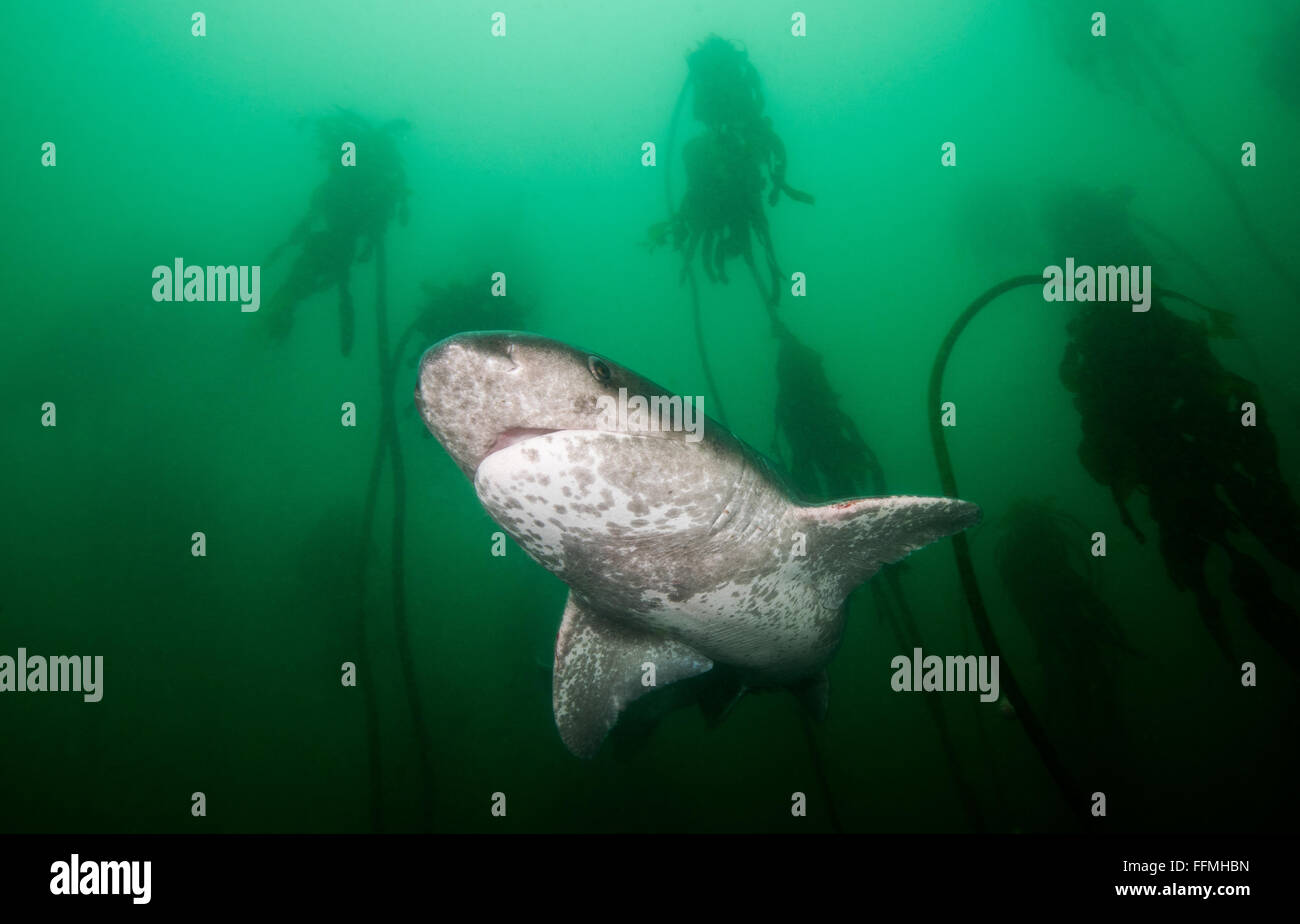 Broadnose Sevengill Shark (Notorynchus Cepedianus), Südafrika Stockfoto
