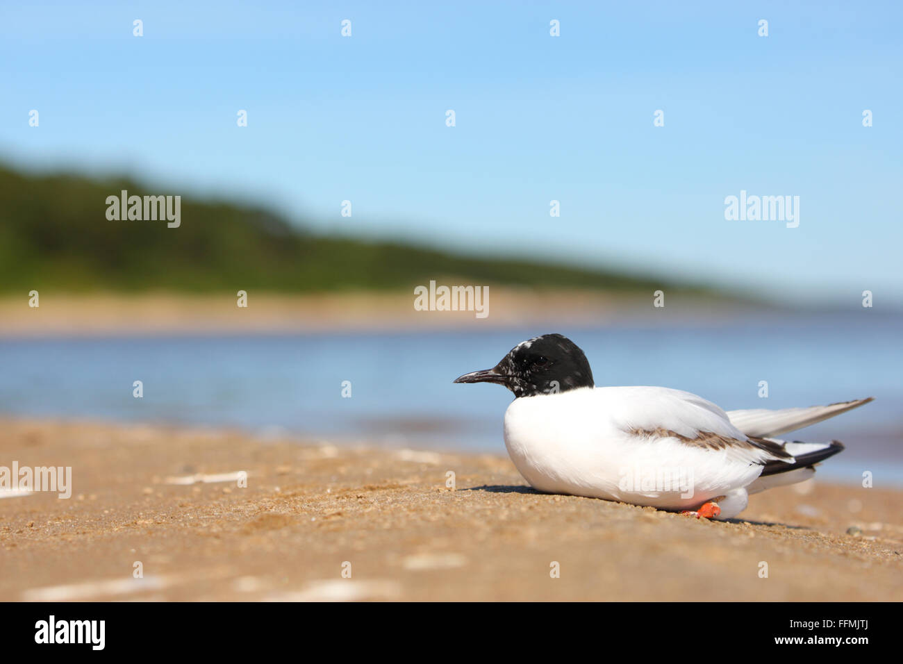 Porträt von wilde kleine Möwe (Hydrocoloeus Minutus) am Ufer Sees. Stockfoto