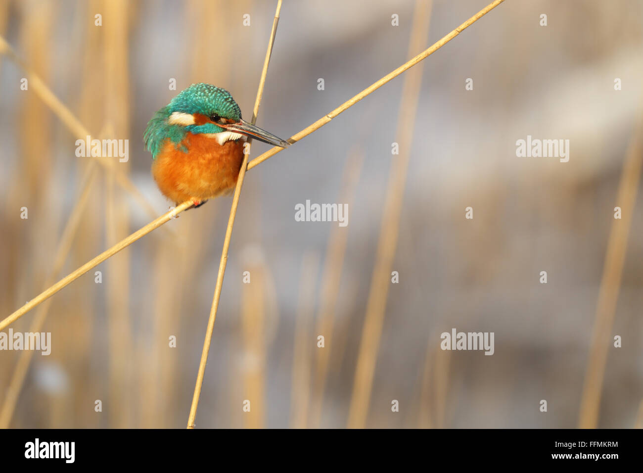 Überwinternde Eisvogel (Alcedo Atthis). Europa Stockfoto