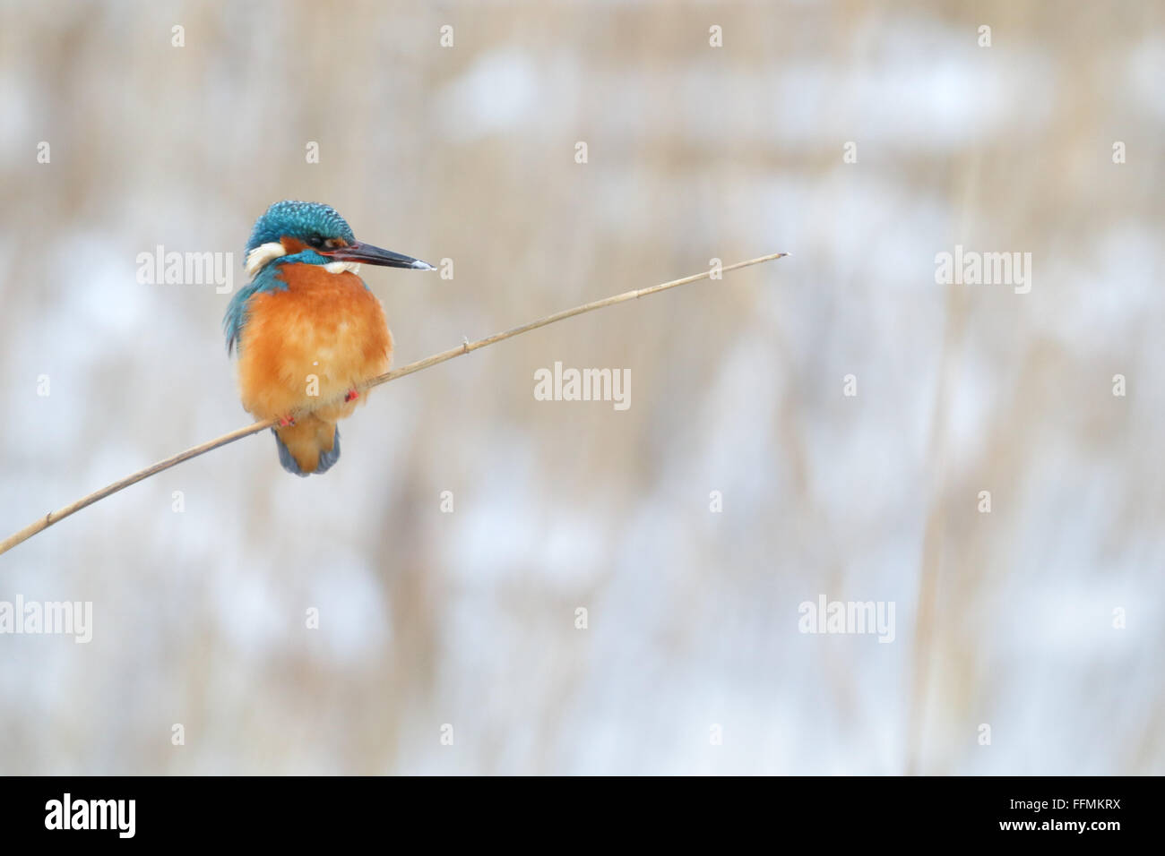 Überwinternde Eisvogel (Alcedo Atthis). Europa Stockfoto