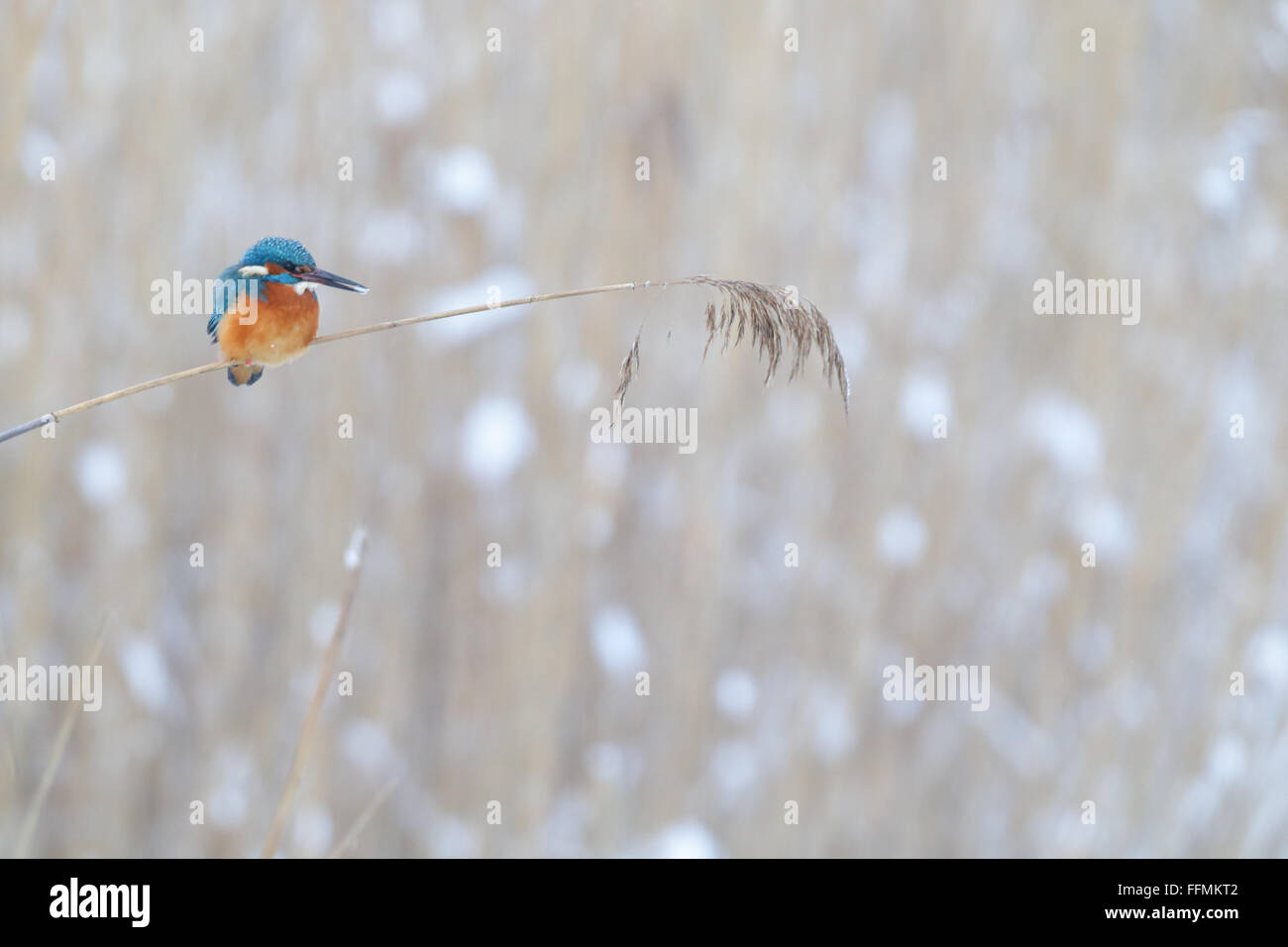 Überwinternde Eisvogel (Alcedo Atthis). Europa Stockfoto