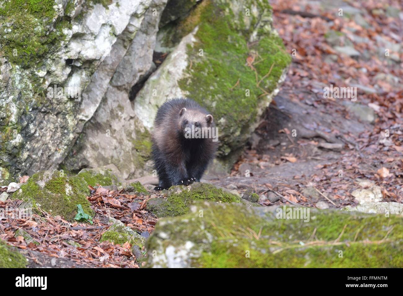 Wolverine - Fresser - färbte Bär - Quichatch (Gulo Gulo) Halbgefangenschaft Tier Stockfoto