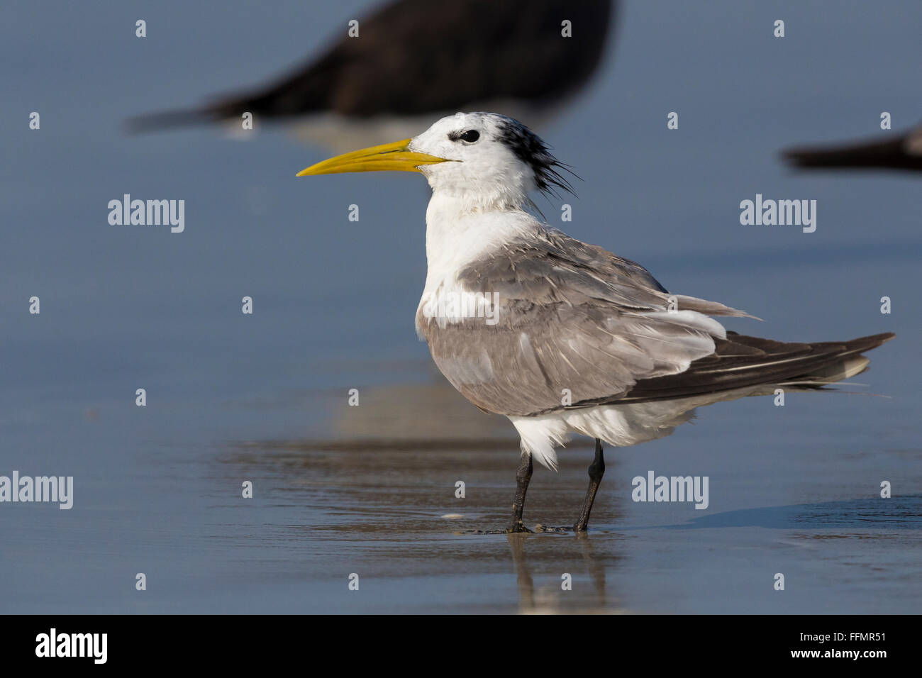 Größere Crested Tern (Thalasseus Bergii), stehend auf einem Strand, Taqah, Dhofar, Oman Stockfoto