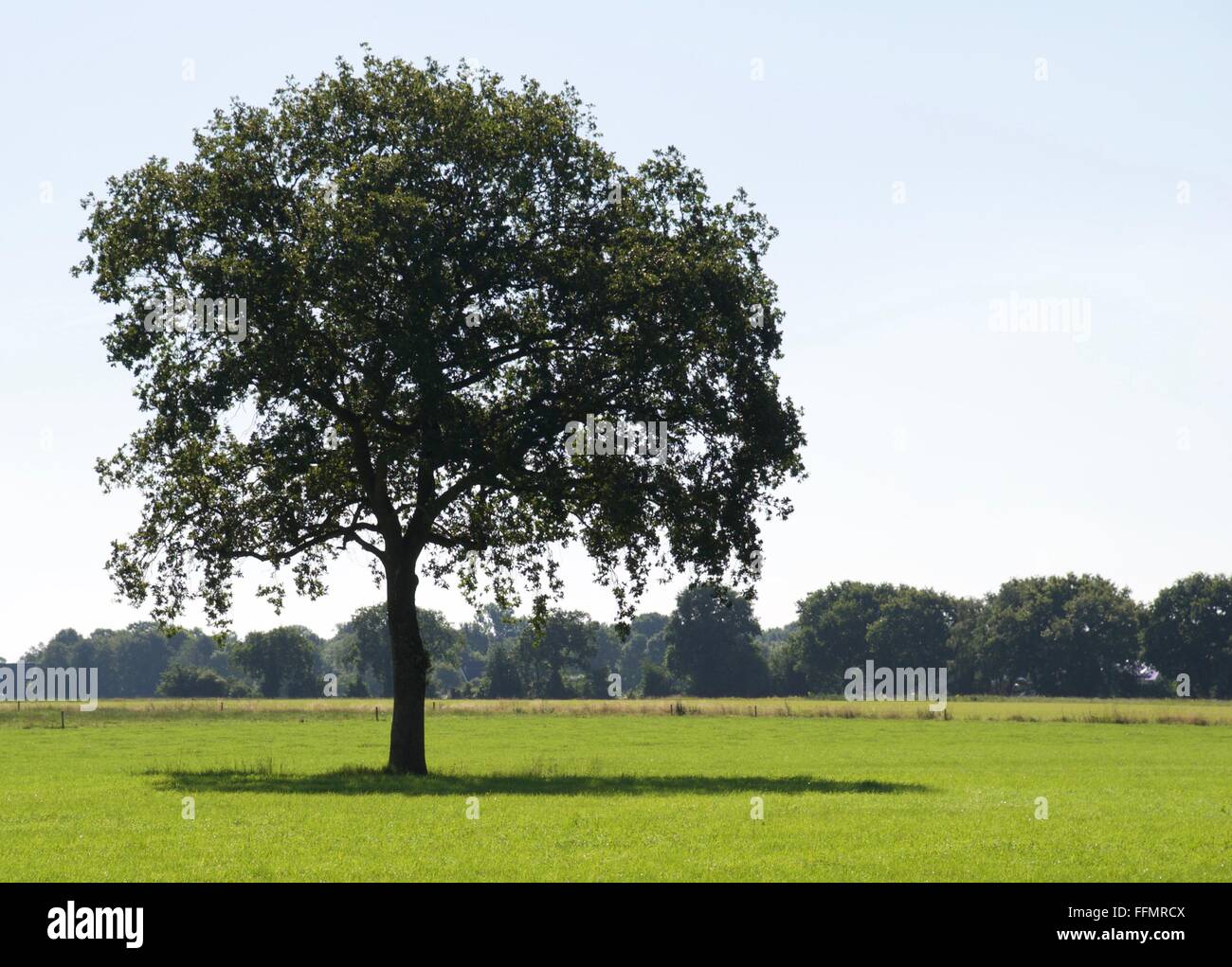 Einsamer Baum mit ordentlich Schatten im leeren Feld von grünem Rasen Stockfoto