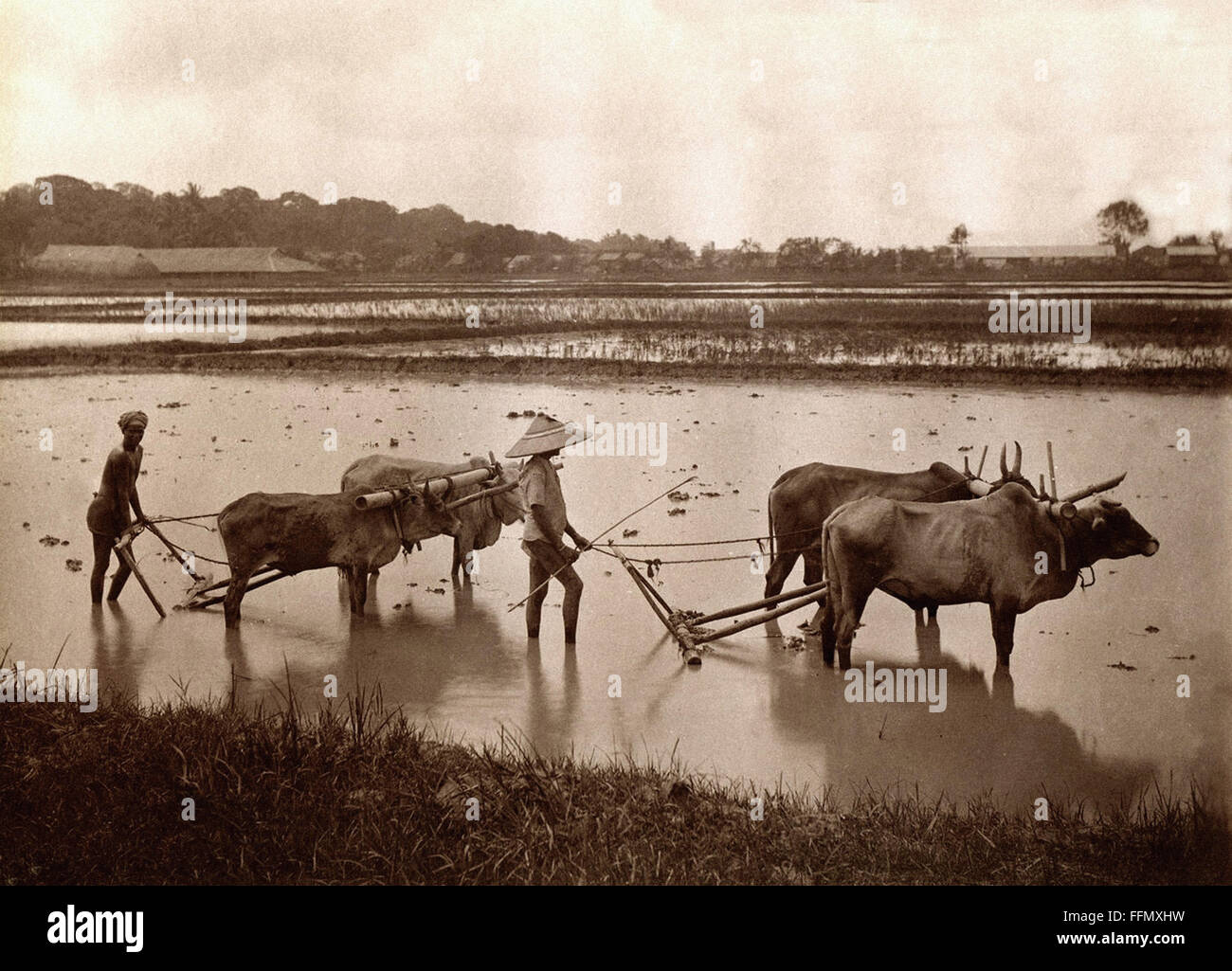 Burma - Pflügen mit Wasserbüffel - Ansichtskarte - 1900 Stockfoto