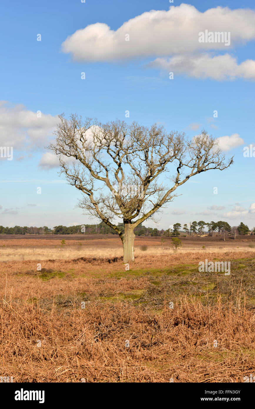 Pedunculate oder englischer Eiche Quercus Robur Fagaceae Stockfoto