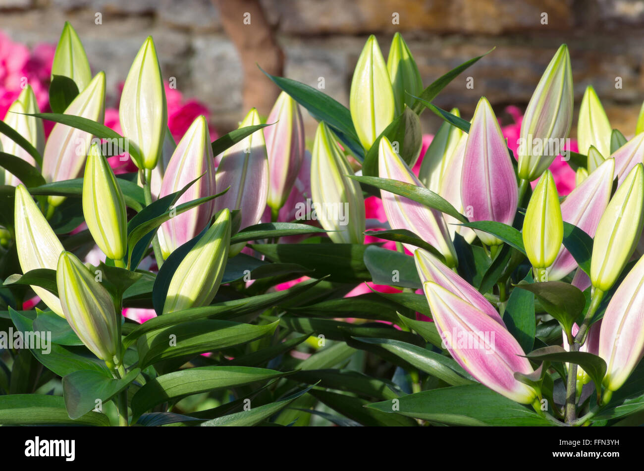 Orientalische Lilien oder Lilium Auratum Pflanzen mit Knospen geschlossen vor der Blüte Stockfoto