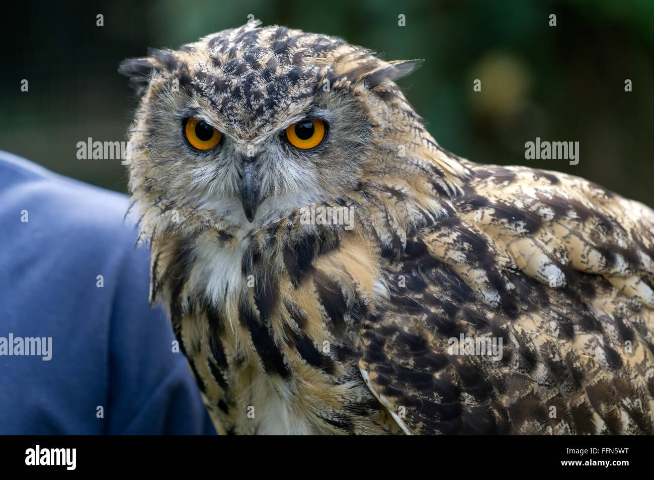 Eurasische Adler-Eule (Bubo Bubo) Stockfoto