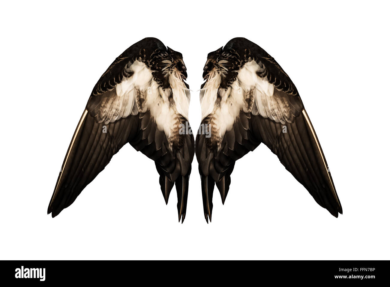 Abgeschnittene echte Ente Flügel auf weißem Hintergrund isoliert zurück zwei paar Engel Stockfoto