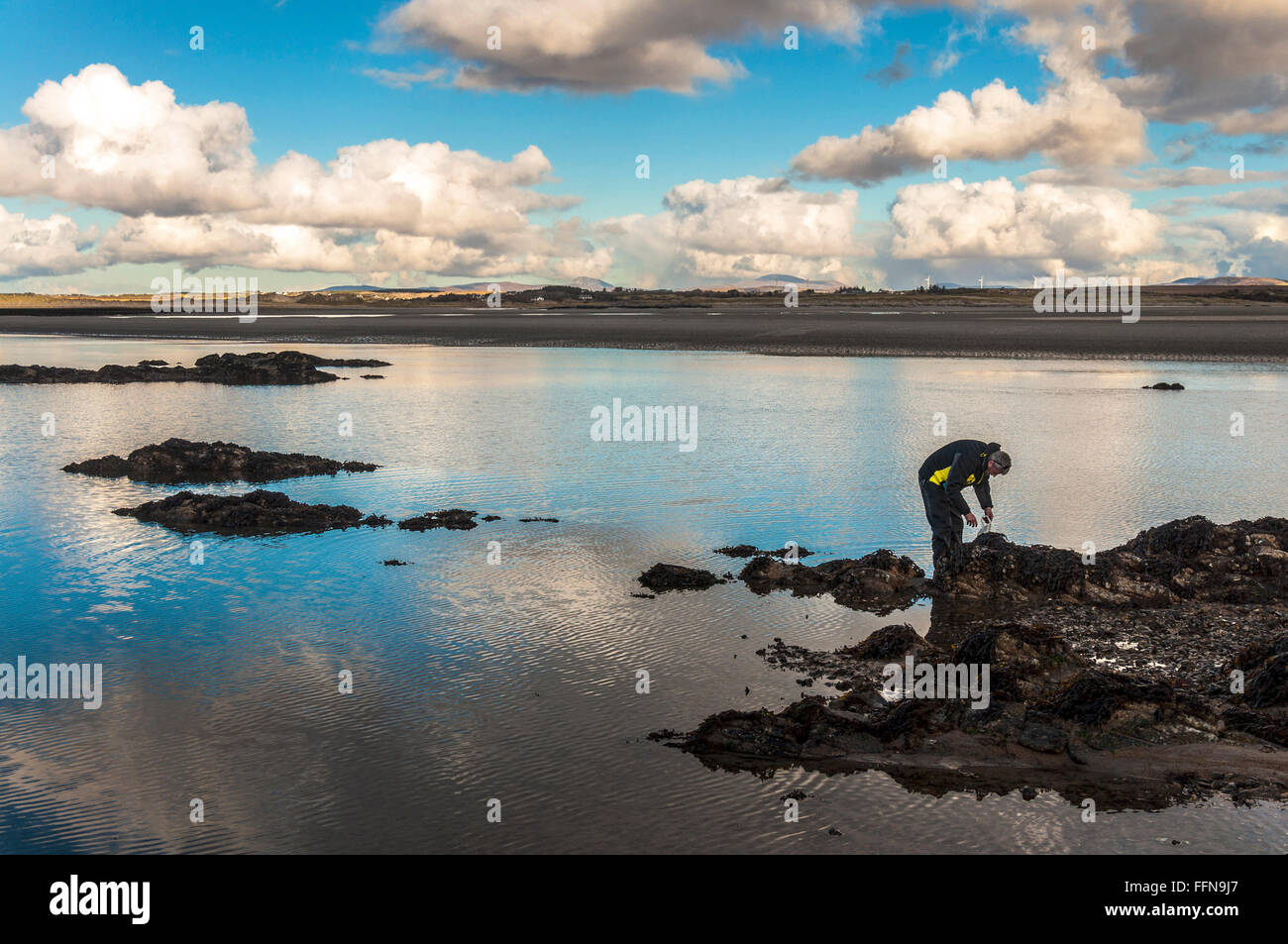 Ein Mann sammelt Muscheln an einem ruhigen Tag an Irlands Westküste in der Nähe von Ardara, County Donegal, Irland Stockfoto