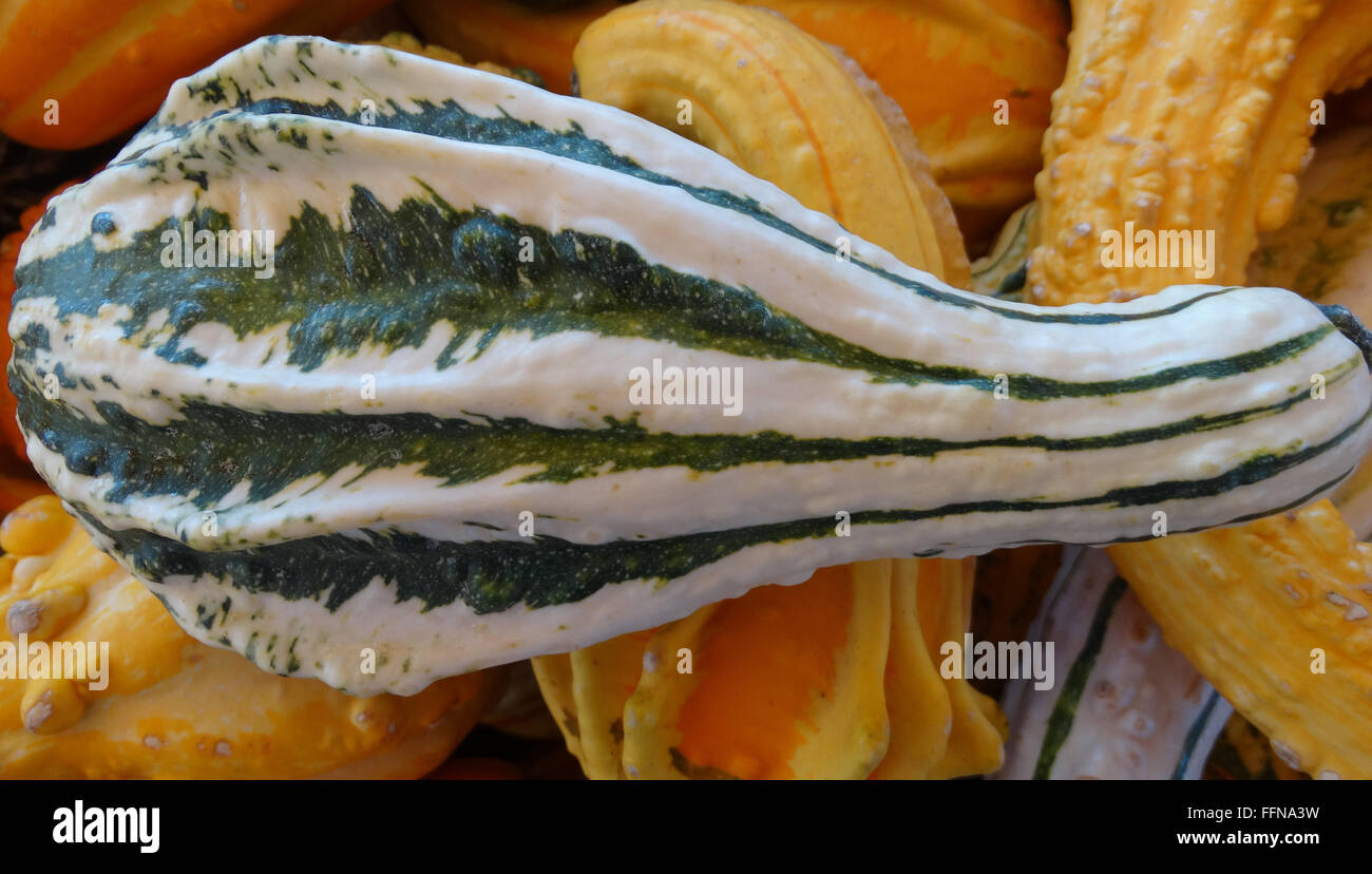 Cucurbita Pepo, Herbst Flügel, ornamentale Kürbis mit Kolben geformte Früchte, harte Schale, weißen Flügeln, dunkle grüne Rillen, festivals Stockfoto