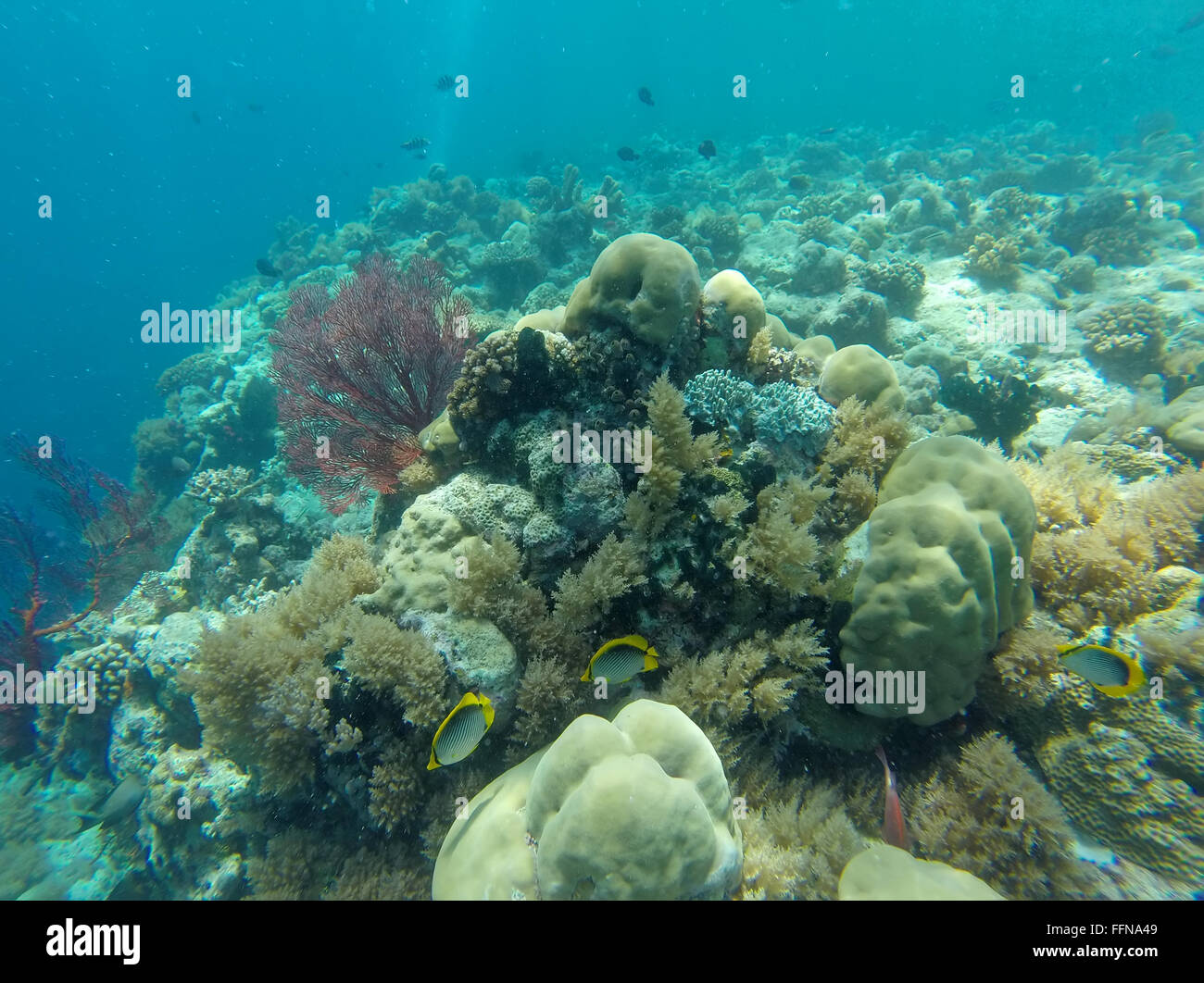 Leben im Meer, Fisch, Meer Korallen am Riff in Palau, Mikronesien, Ozeanien, Pazifik. Natürlichen Ökosystems, Natur, Tiere Stockfoto