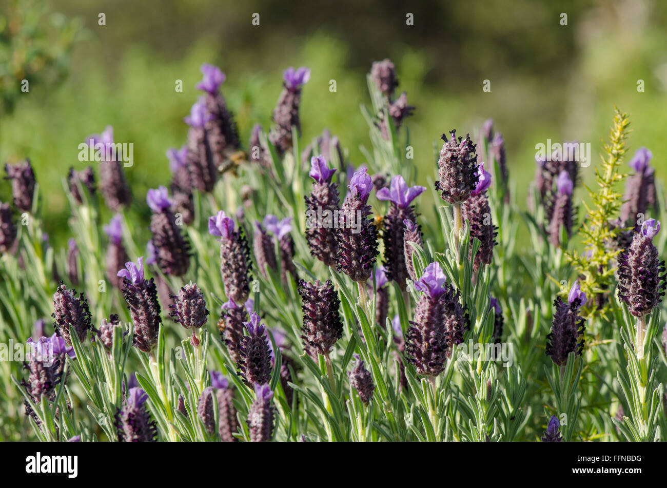 Wilder Spanisch Lavendel, Lavandula Stoechas, Andalusien, Spanien