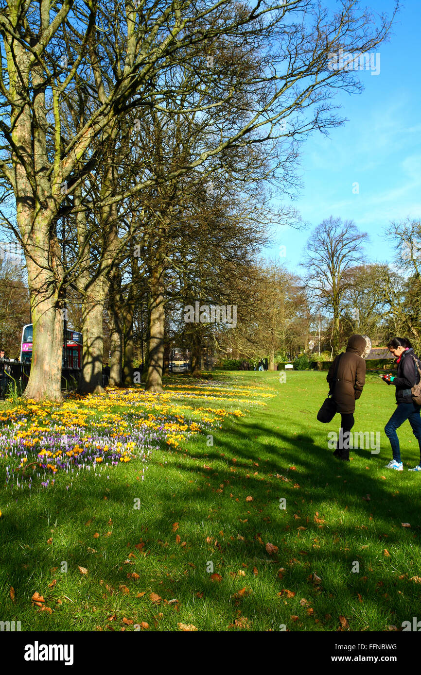 Leeds, UK. 16. Februar 2016. Als die Schule weiter Semesterhälfte eine Erkältung aber sonniger Tag gab Familien die Chance, Roundhay Park in der Nähe von Leeds, West Yorkshire zu besuchen. Frühe Krokusse begannen auch bei strahlendem Sonnenschein zu öffnen. 16. Februar 2016 übernommen. Bildnachweis: Andrew Gardner/Alamy Live-Nachrichten Stockfoto