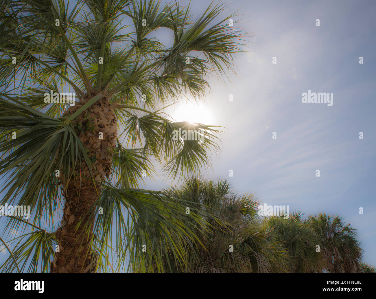 Palmen – himmelwärts Blick auf defokussierten Palmen gegenüber Sonnenlicht mit leichten bokeh Stockfoto