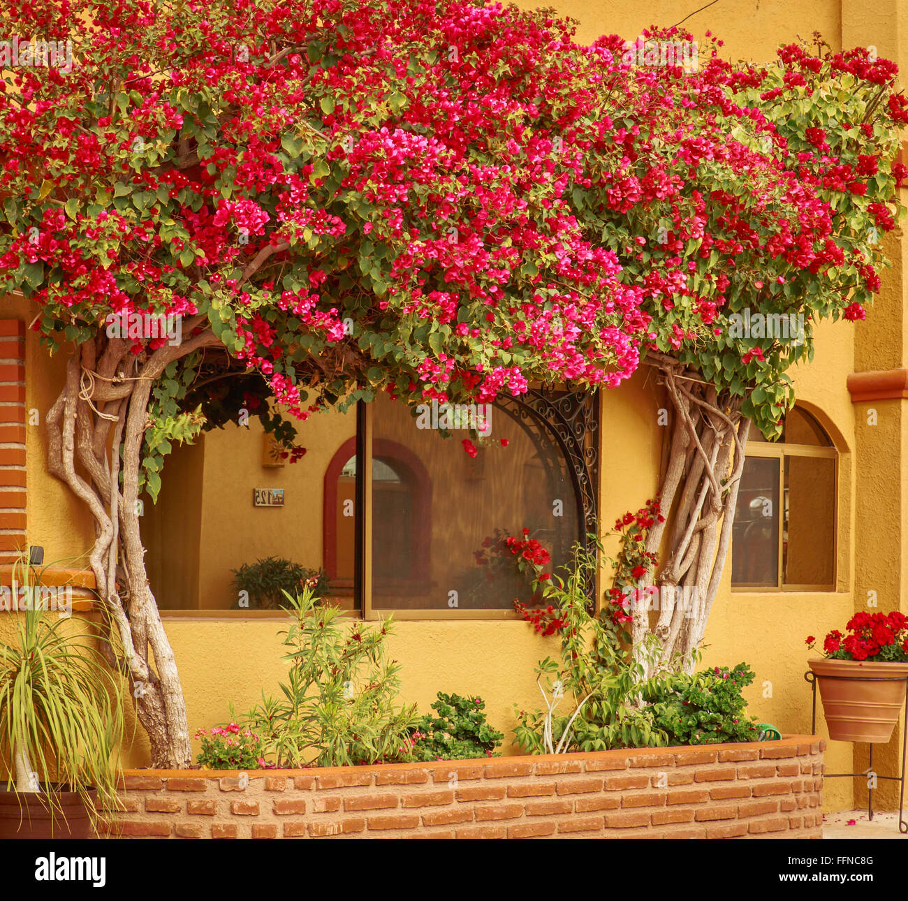 Schaufensterdekoration - leuchtend rote Bougainvillea Gestaltung eines Fensters in einer Wohngegend von San Carlos, Mexiko Stockfoto