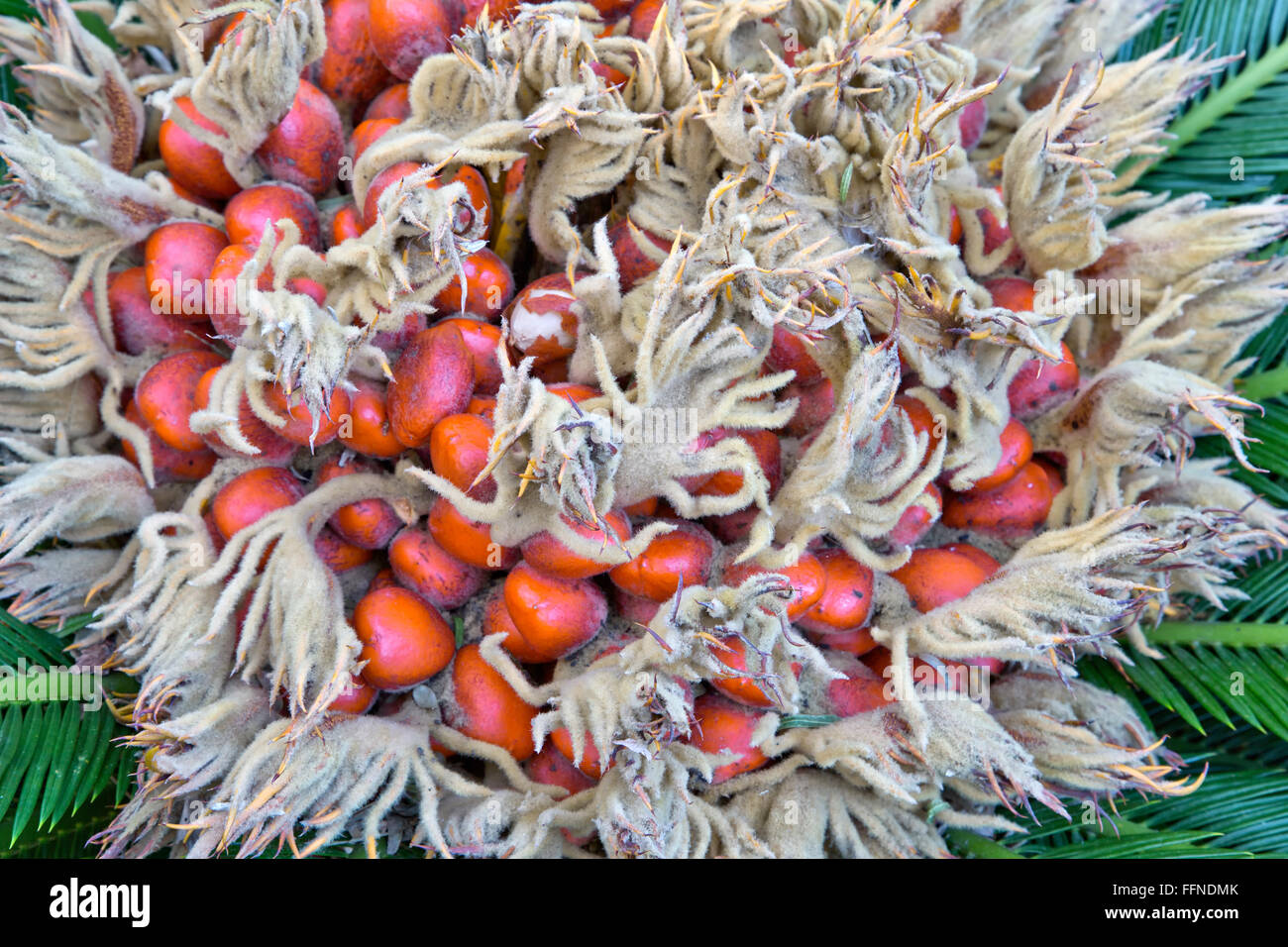 Reife orange Samen auf den weiblichen Sago Palm, wodurch ein Filz Masse in der Mitte. Stockfoto